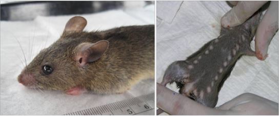 Understanding Lassa Fever Virus    Symptoms, Treatment, and Prevention
